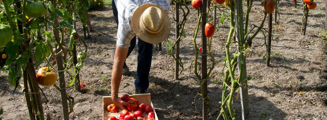 Tomate Rosa de Barbastro