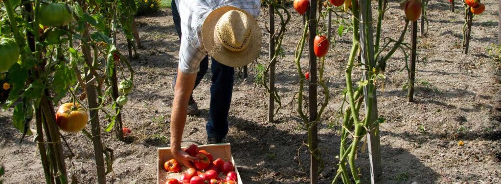 Tomate Rosa de Barbastro