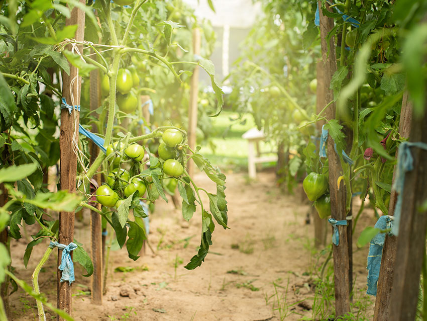 Tomate Rosa