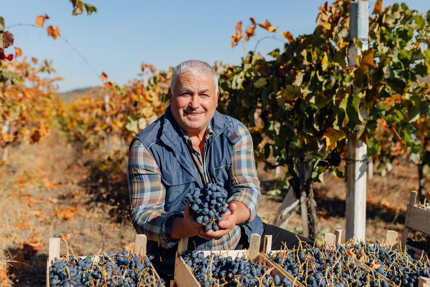 variedades vinos del somontano