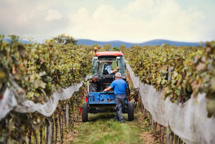 vendimia vinos del somontano
